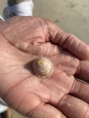 Crepipatella lingulata