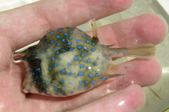 Acanthostracion quadricornis