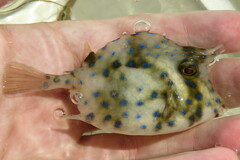 Acanthostracion quadricornis