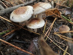 Pholiota spumosa