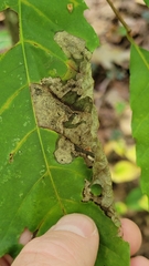 Coptotriche castaneaeella