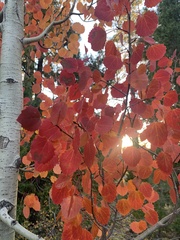 Populus