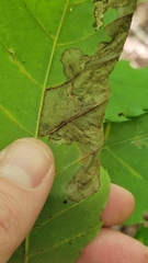 Coptotriche castaneaeella