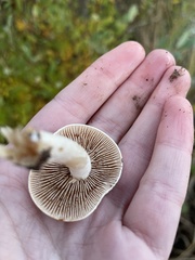 Pholiota spumosa