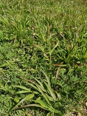 Cenchrus echinatus