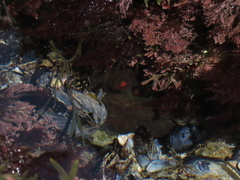 Octopus bimaculoides