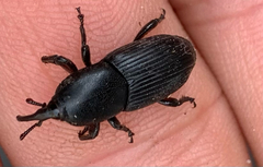 Scyphophorus