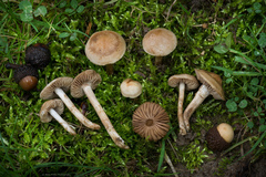 Hebeloma sacchariolens