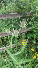 Dipsacus fullonum