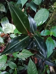 Costus laevis