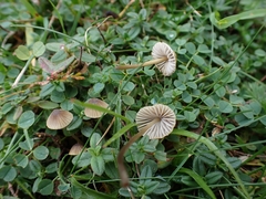 Mycena olivaceomarginata