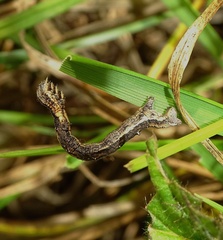 Perconia strigillaria