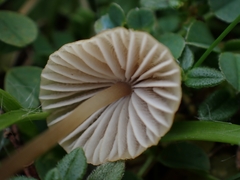 Mycena olivaceomarginata