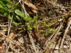 Flagellaria indica