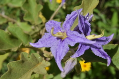 Solanum houstonii