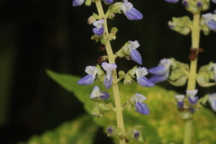 Coleus scutellarioides
