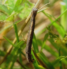 Perconia strigillaria