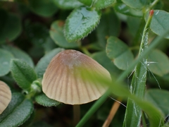 Mycena olivaceomarginata