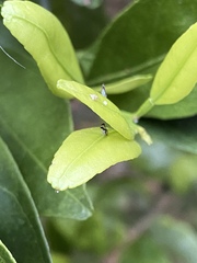 Diaphorina