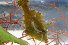 Monacanthus ciliatus