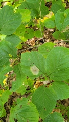 Cameraria hamameliella