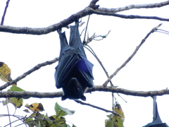 Pteropus alecto