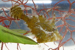 Monacanthus ciliatus