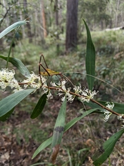 Anthophiloptera dryas
