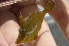 Monacanthus ciliatus