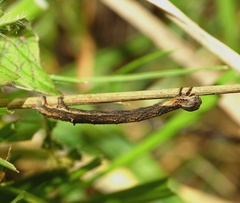 Perconia strigillaria