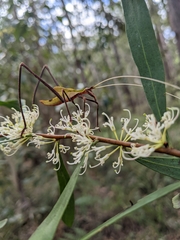 Anthophiloptera dryas