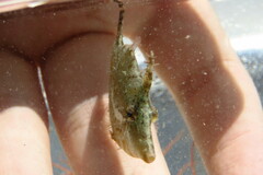 Monacanthus ciliatus