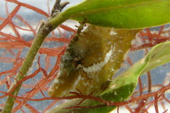 Monacanthus ciliatus