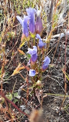 Gentianeae