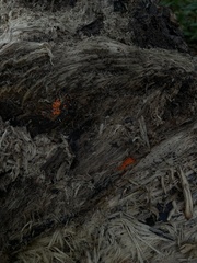 Hemitrichia decipiens