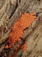 Hemitrichia decipiens