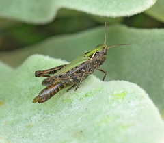 Omocestus haemorrhoidalis