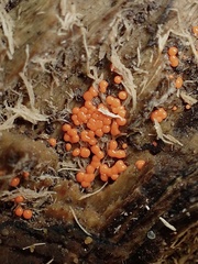 Hemitrichia decipiens