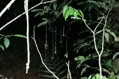 Merinthopodium neuranthum