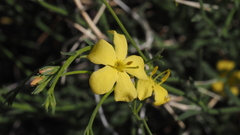 Menodora scabra glabrescens