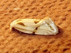 Aethes seriatana