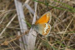 Coenonympha arcania