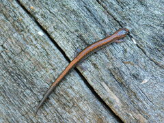 Plethodon