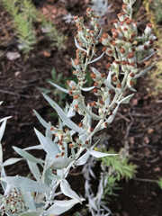 Artemisia