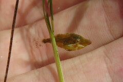 Monacanthus ciliatus