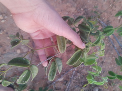 Anemopaegma