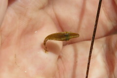 Monacanthus ciliatus