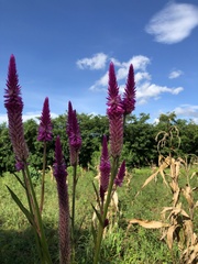Celosia spicata