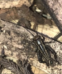 Allonemobius fasciatus