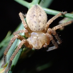 Olios argelasius